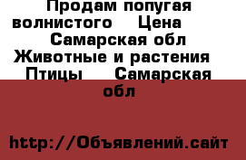 Продам попугая волнистого  › Цена ­ 500 - Самарская обл. Животные и растения » Птицы   . Самарская обл.